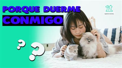 PORQUE MI GATO DUERME CONMIGO Descubre las razones detrás de esta