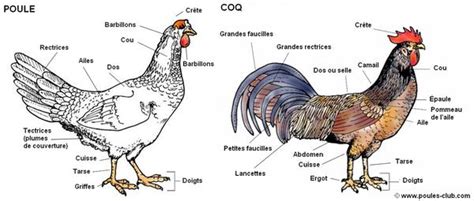 Vetofficine Fiches Poules Bases Anatomiques Atelier Yuwa Ciao Jp