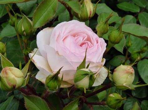 Stephanie Baronin zu Guttenberg Rose, Beetrose | Rosarium Lottum