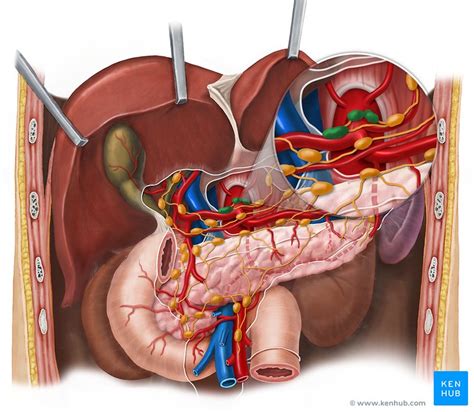 Where Do The Celiac Lymph Nodes Drain Into Best Drain Photos Primagem Org