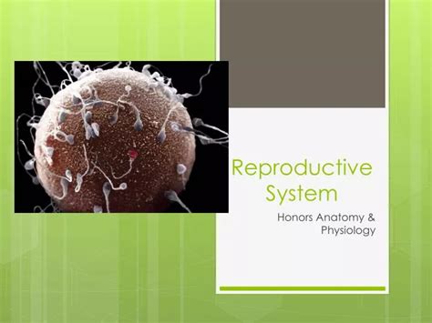 Ppt Reproductive System Powerpoint Presentation Free Download Id