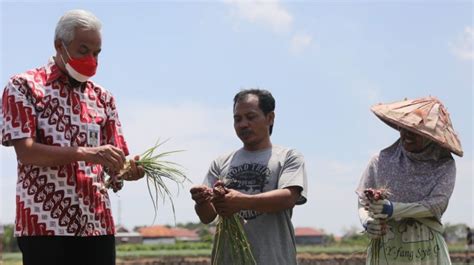 Produktivitas Bawang Merah Di Jateng Turun Ganjar Dorong Pemulihan