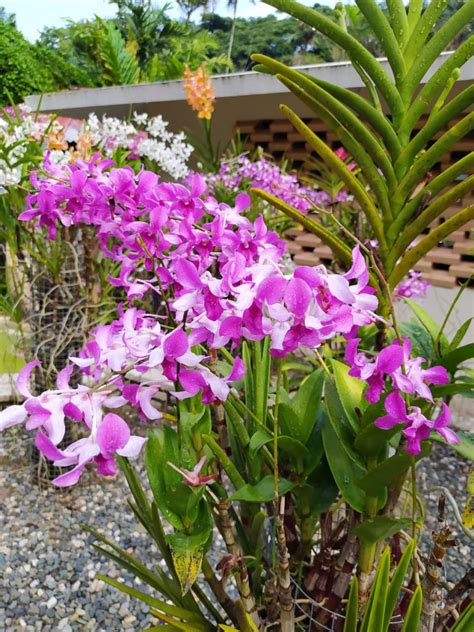 Floración de orquídeas en el Jardín Botánico