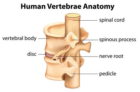 In Anatomy, what is the Pedicle? (with pictures)