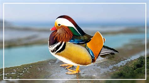 Mandarin Duck For Sale: Availability and Buying Guide