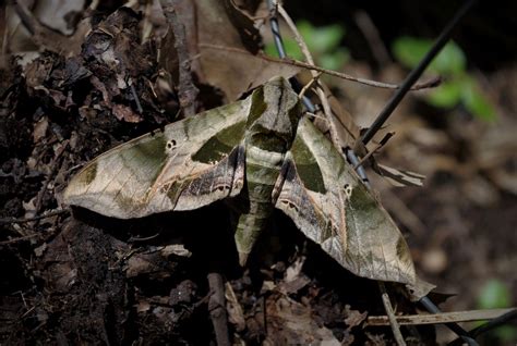 Pandora Sphinx Moth: Identification, Life Cycle, Facts & Pictures