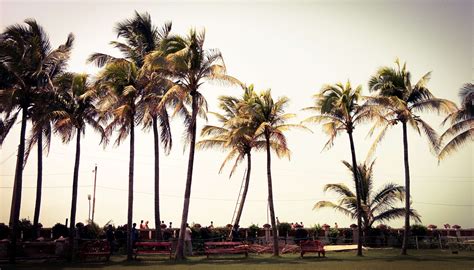 Clouds Cloudy Skies Coconut Coconut Trees Daylight Exotic Flora