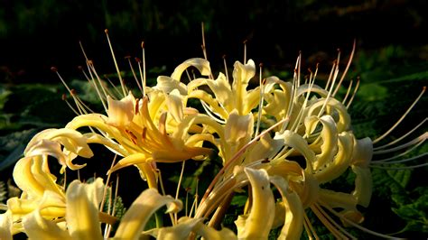 Free Stock Photo Of Flowers Lycoris Radiata