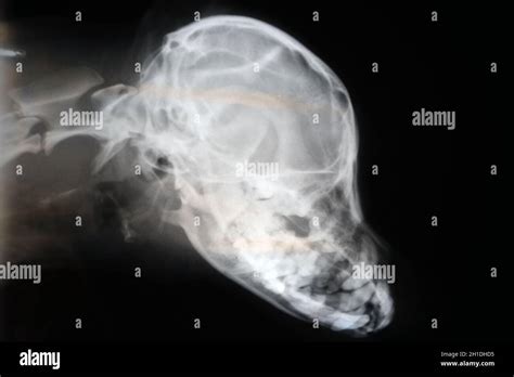 X-ray of dog skull. Veterinary x-ray image Stock Photo - Alamy