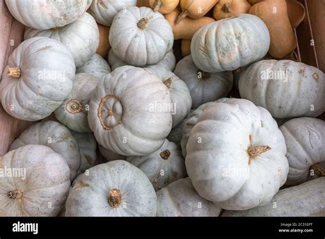 Crown Prince Pumpkin Hi Res Stock Photography And Images Alamy