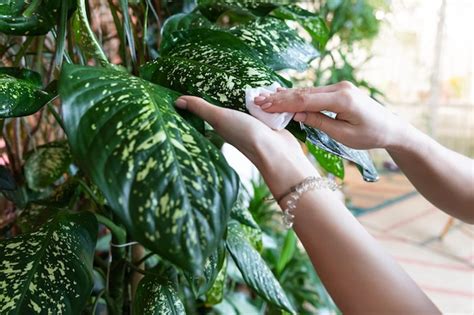 M Os De Jardineira Limpando Poeira De Folhas De Plantas Dom Sticas