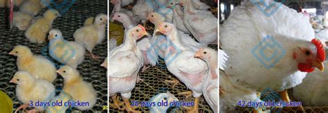 How To Raise 45 Days Chicken 45 Days Chicken Cage Design