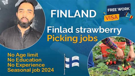 Finland Strawberry Picker Jobs How To Get Finland Seasonal Working