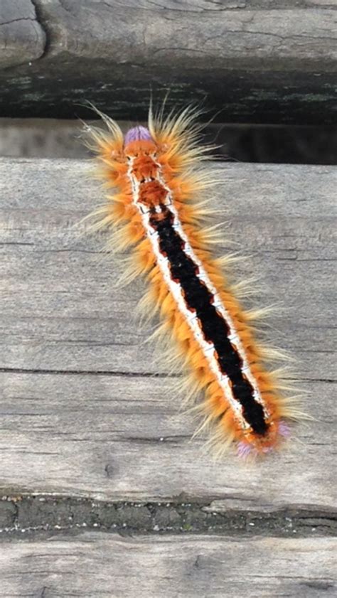 Caterpillar in South Africa