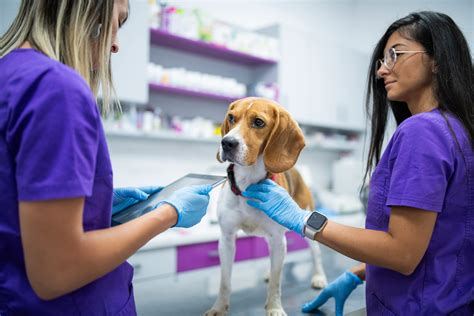 Clinician’s Choice: Vomiting & Diarrhea in a Dog