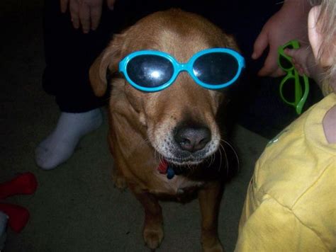 53 Perfect Photos Of Dogs Wearing Sunglasses | Dog with glasses, Dog ...