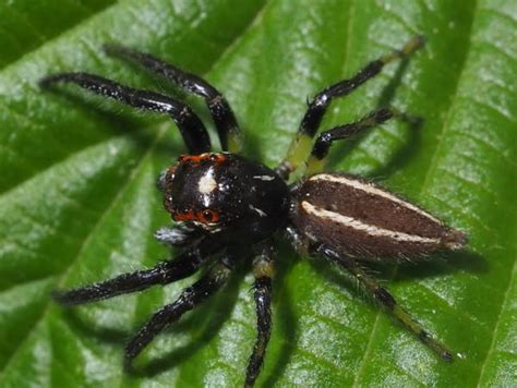 Georgia Spiders: Pictures and Spider Identification - Green Nature