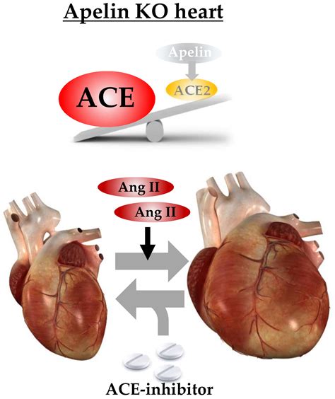 Ijms Free Full Text Loss Of Apelin Augments Angiotensin Ii Induced