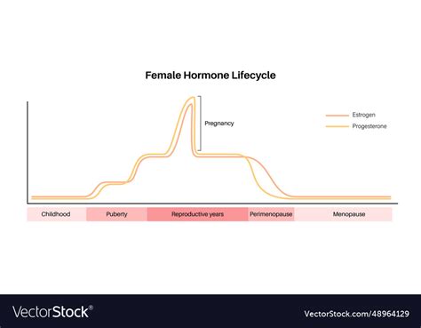 Hormones in pregnancy Royalty Free Vector Image