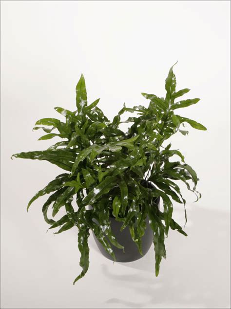 Indoor Ferns: Care and Common Types - Plantopia - Indoor Plant Service