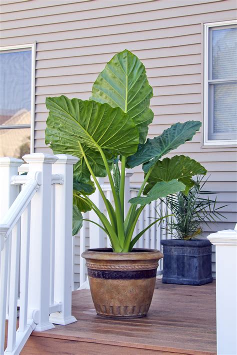 Tips On Catching The Elephant Ears Trend From Longfield