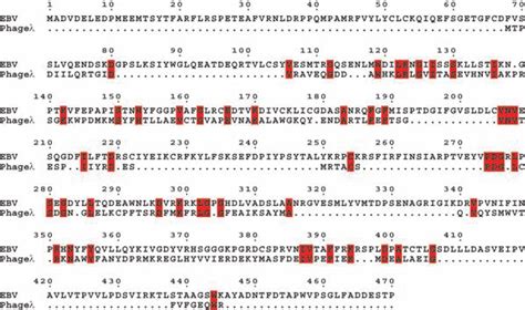 2 L alignement des séquences de l exonucléase du phage lambda Kovall