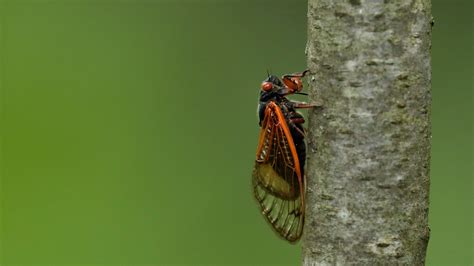 Rainbow Rant Cicadas Theyre Whats For Dinner