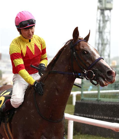 オパールsを勝ったトウシンマカオ、11・27阪神の京阪杯へ 有力馬 競馬 日刊スポーツ