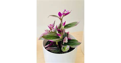 TRADESCANTIA (NANOUK)