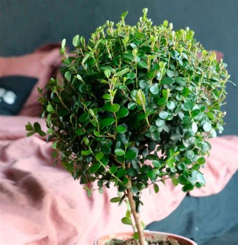 Мирсина: уход в домашних условиях, пересадка и размножение, виды