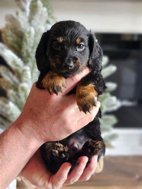 Mini Dachshunds America S Pet Registry