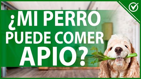 Pueden Comer Apio los Perros Información Nutricional de las