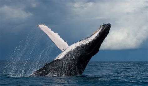 Premium Photo | Humpback whale jumps out of the water. beautiful jump ... 