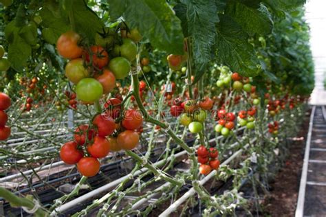 Production De Tomate Photo Stock Image Du Ferme Batterie