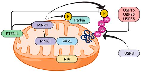 Cells Free Full Text Disruption Of Mitochondrial Homeostasis The Role Of Pink1 In Parkinson