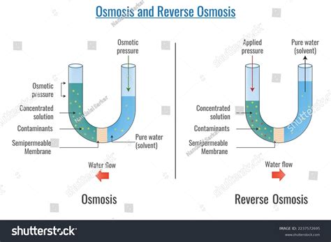 Osmosis Reverse Osmosis Vector Illustration Osmosis Stock Vector