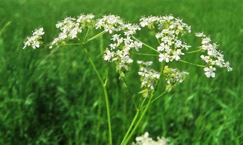 Anise Plant: Growing Aniseed At Home - Epic Gardening