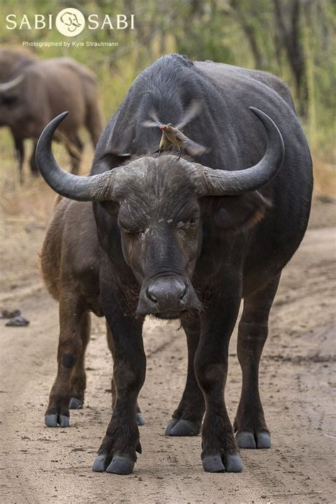 Large Herd of Buffalo in the Reserve