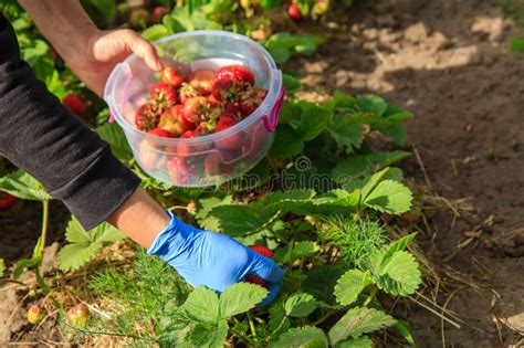 Farmer Is Picking Fresh Red Ripe Strawberries And Put Them In Pl Stock