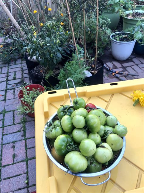 Zone 7a: Last hurrah! : r/vegetablegardening