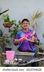 Gardener Making Arrangement Pruning Wiring Bougainvillea Stock Photo