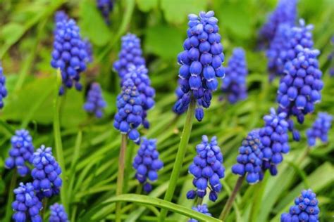 What Color Are Hyacinth Flowers? A Simple Guide to Their Vibrant ...