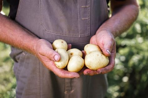 Récolter Des Pommes De Terre Fraîches Dans Les Paumes D un Agriculteur