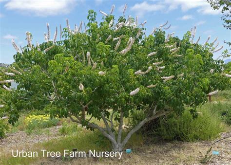 Aesculus californica | Urban Tree Farm Nursery