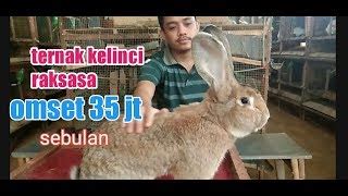 Kelinci Flemish Giant