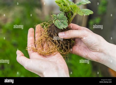 Strawberry Plant Roots Hi Res Stock Photography And Images Alamy