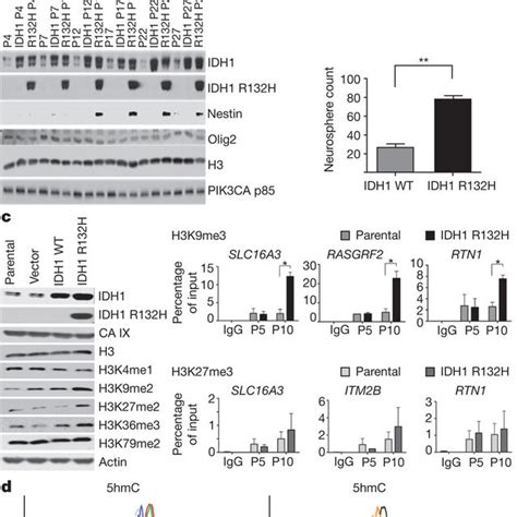 Functional Implications Of Idh Mutation Induced Alterations In The