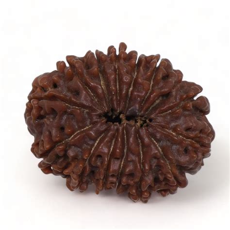 Mukhi Rudraksha Nepal Mm G Fourteen Face Bead