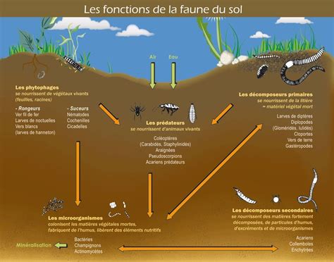 Le Sol Un Milieu De Vie Particulier Le Site De M Muller Agriculture