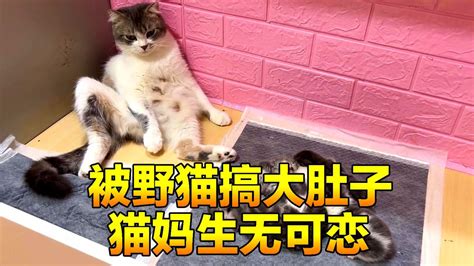 母猫被野猫整大肚子，无奈生下5只小奶猫，可是小奶猫饭量太大高清1080p在线观看平台腾讯视频